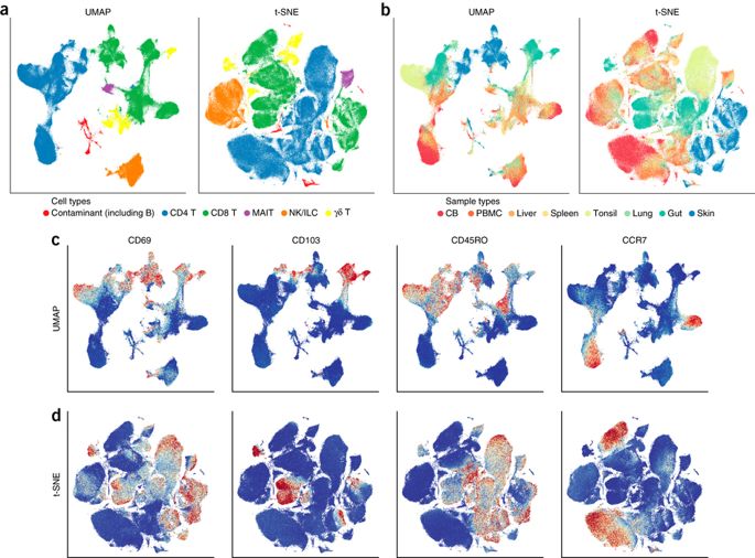 _images/single_cell_umap.jpg
